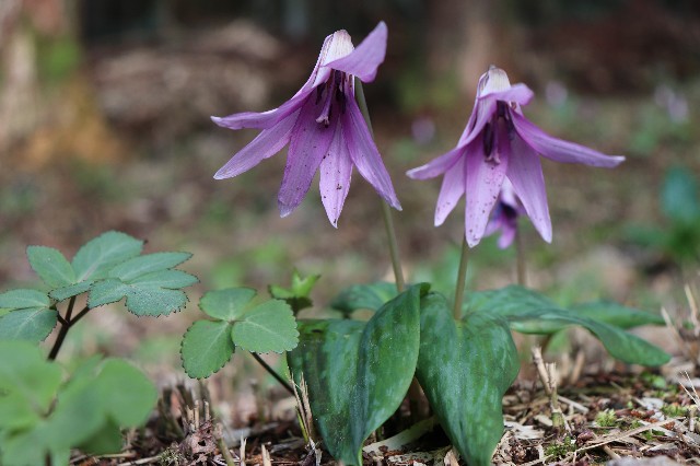 f:id:snow36:20190410083556j:image f:id:snow36:20190410083556j:image