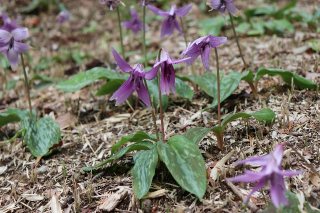 f:id:snow36:20190411202953j:image f:id:snow36:20190411202953j:image