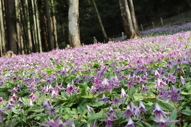 f:id:snow36:20190411203129j:image f:id:snow36:20190411203129j:image