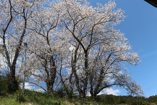 f:id:snow36:20190411203941j:image f:id:snow36:20190411203941j:image