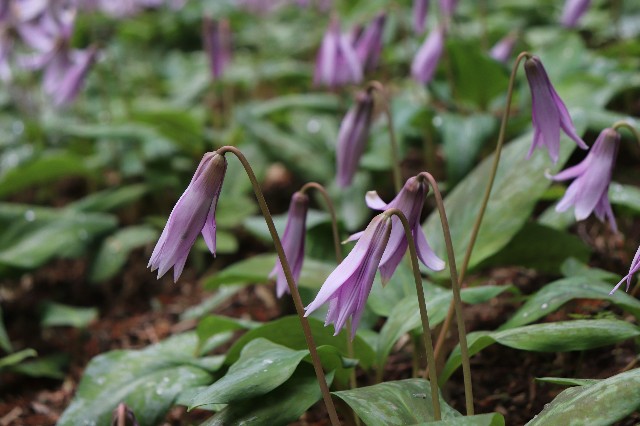 f:id:snow36:20190411224129j:image f:id:snow36:20190411224129j:image