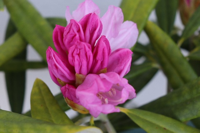 f:id:snow36:20190418142520j:image f:id:snow36:20190418142520j:image