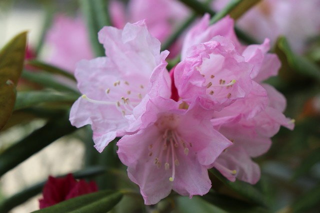 f:id:snow36:20190418142744j:image f:id:snow36:20190418142744j:image