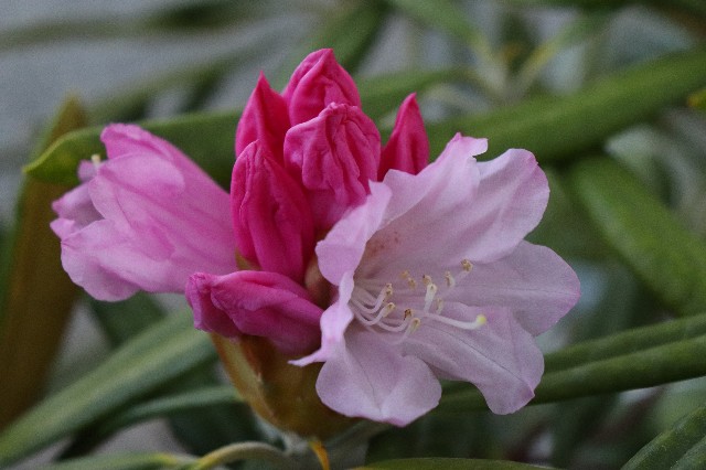 f:id:snow36:20190418142819j:image f:id:snow36:20190418142819j:image