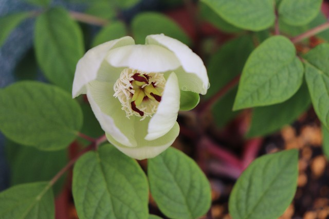 f:id:snow36:20190418142906j:image f:id:snow36:20190418142906j:image