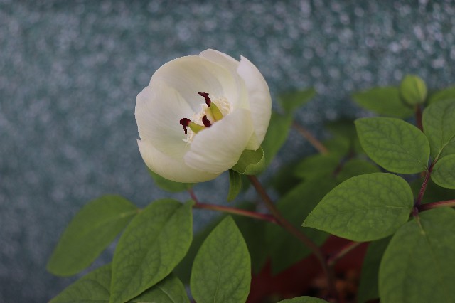 f:id:snow36:20190418143557j:image f:id:snow36:20190418143557j:image