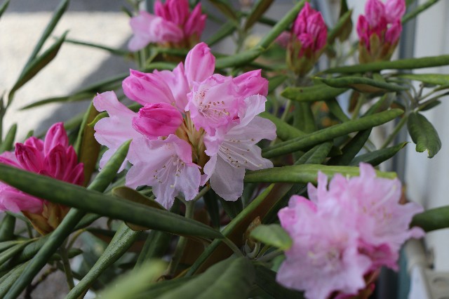 f:id:snow36:20190418151556j:image f:id:snow36:20190418151556j:image