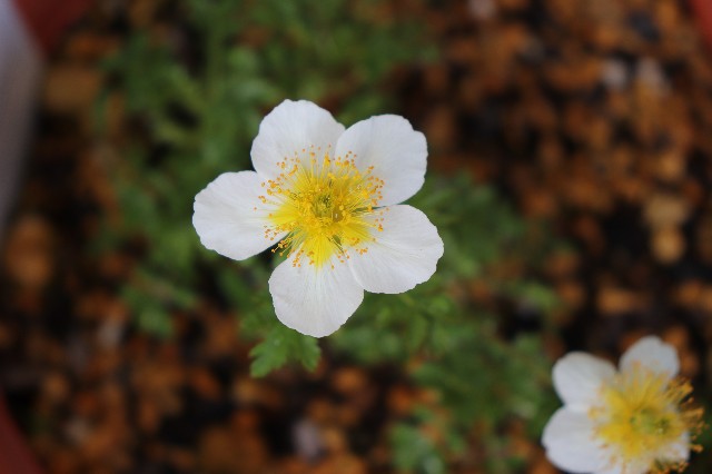 f:id:snow36:20190418151954j:image f:id:snow36:20190418151954j:image