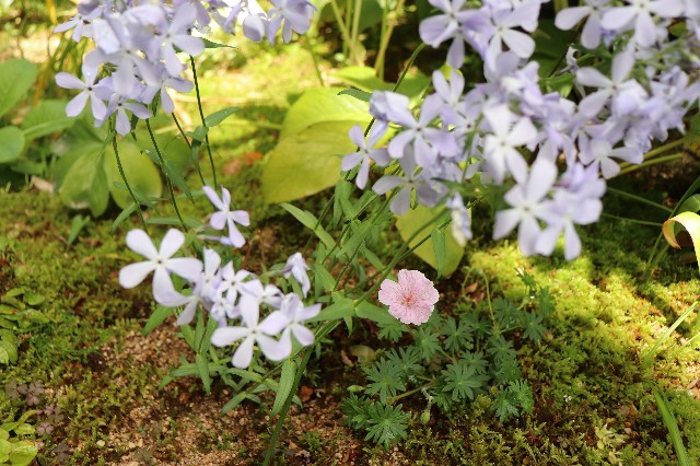 f:id:snow36:20190516224114j:image f:id:snow36:20190516224114j:image