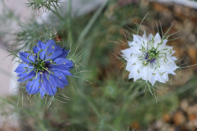 f:id:snow36:20190530154748j:image