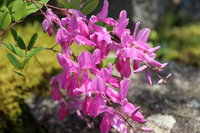 f:id:snow36:20190530154919j:image