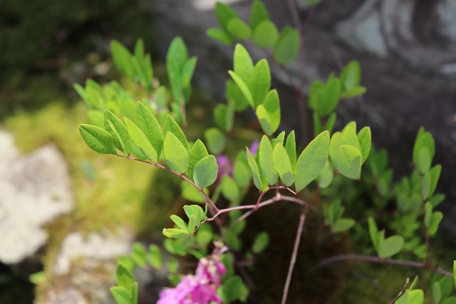 f:id:snow36:20190530155018j:image