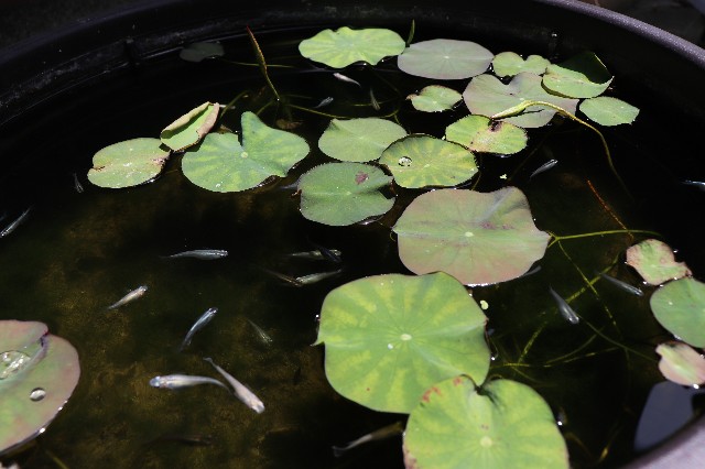 f:id:snow36:20190530155727j:image