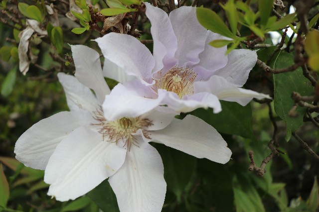 f:id:snow36:20190530160030j:image