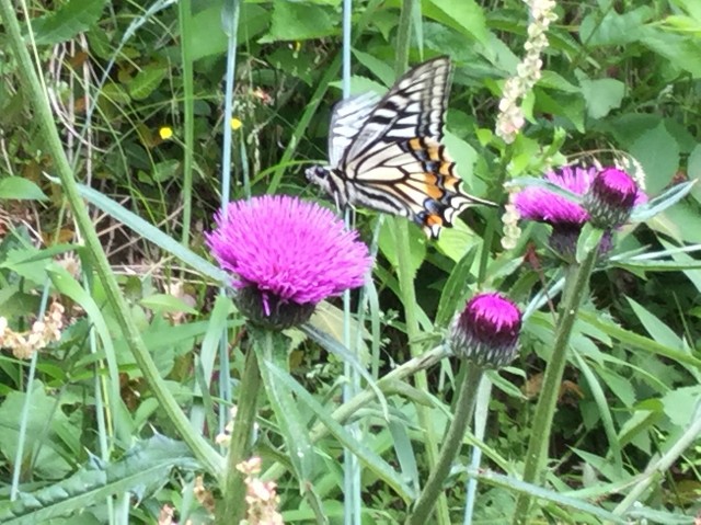 f:id:snow36:20190530160111j:image