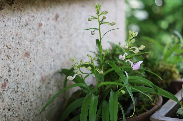 f:id:snow36:20190611221848j:image