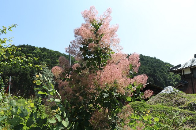 f:id:snow36:20190611222031j:image