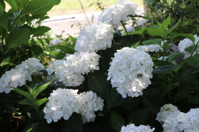 f:id:snow36:20190611222258j:image