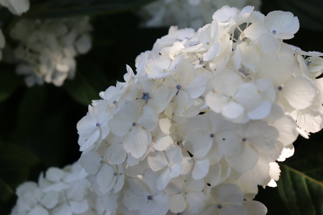 f:id:snow36:20190611222326j:image