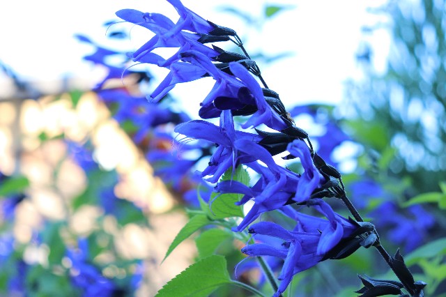 f:id:snow36:20190613185649j:image