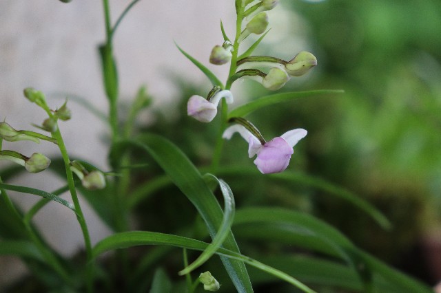 f:id:snow36:20190613191237j:image