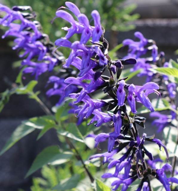 f:id:snow36:20190613192907j:image