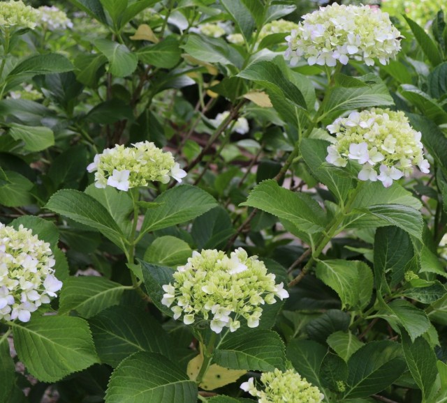 f:id:snow36:20190625235504j:image