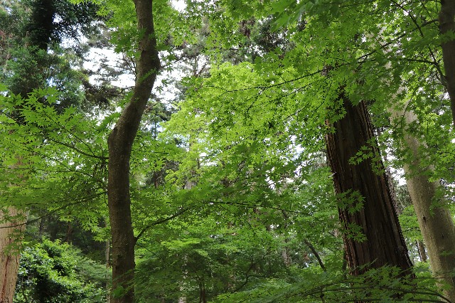 f:id:snow36:20190625235704j:image