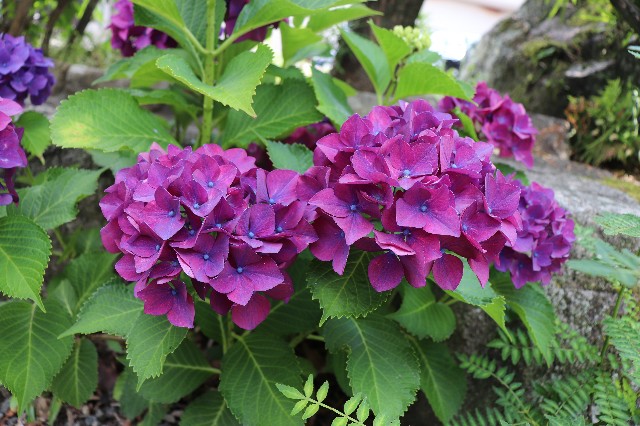f:id:snow36:20190625235836j:image
