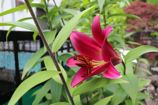 f:id:snow36:20190626001150j:image