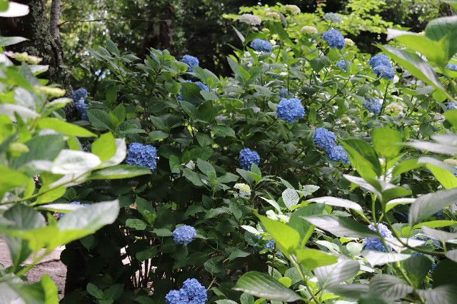 f:id:snow36:20190626004322j:image