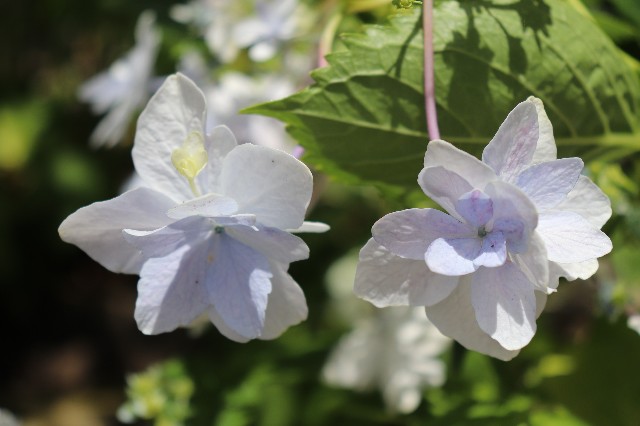 f:id:snow36:20190626004535j:image