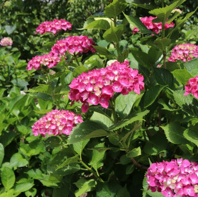 f:id:snow36:20190626004605j:image