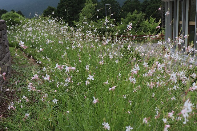 f:id:snow36:20190704224911j:image