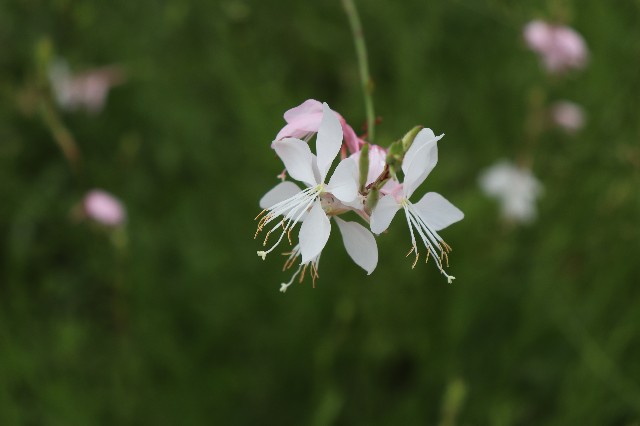 f:id:snow36:20190704224937j:image