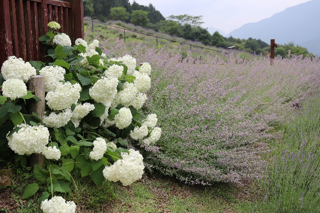 f:id:snow36:20190704231231j:image