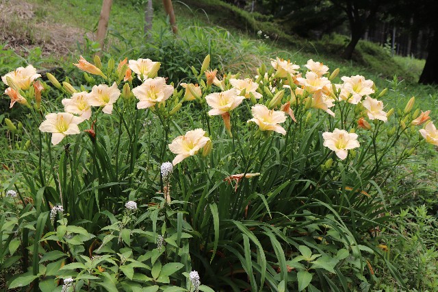 f:id:snow36:20190704233556j:image
