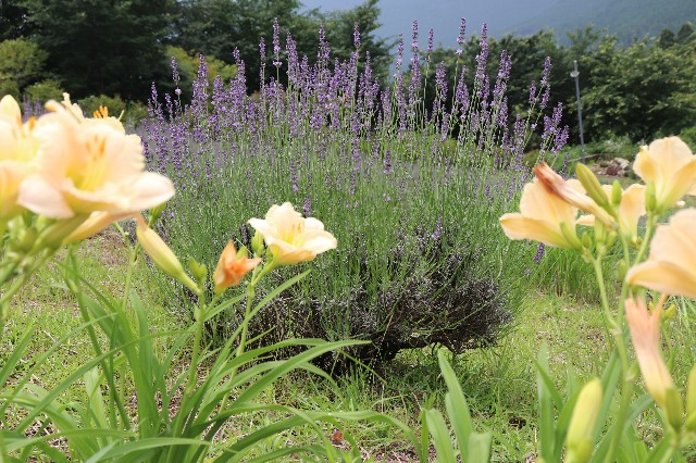 f:id:snow36:20190704234616j:image