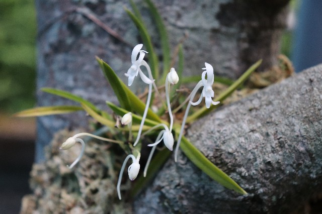 f:id:snow36:20190717001625j:image