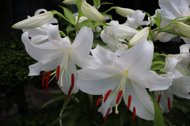 f:id:snow36:20190725220508j:image