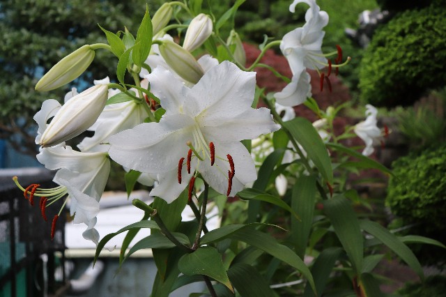 f:id:snow36:20190725222206j:image