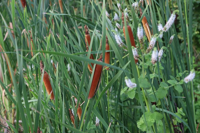 f:id:snow36:20190802180438j:image f:id:snow36:20190802180438j:image