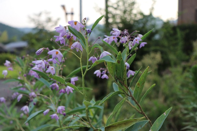 f:id:snow36:20190812185932j:image