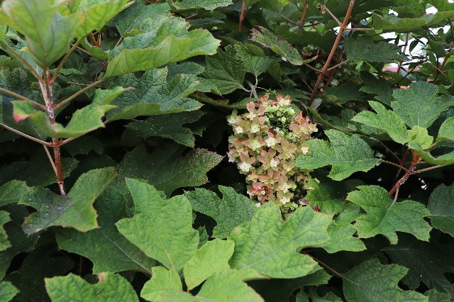 f:id:snow36:20190812190021j:image