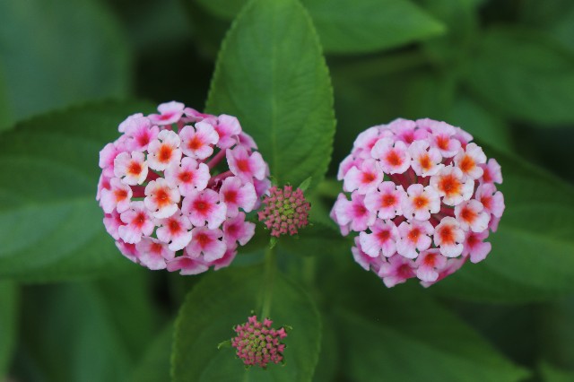 f:id:snow36:20190812190117j:image