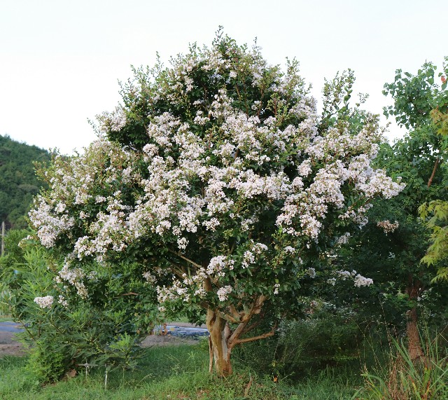 f:id:snow36:20190812190635j:image