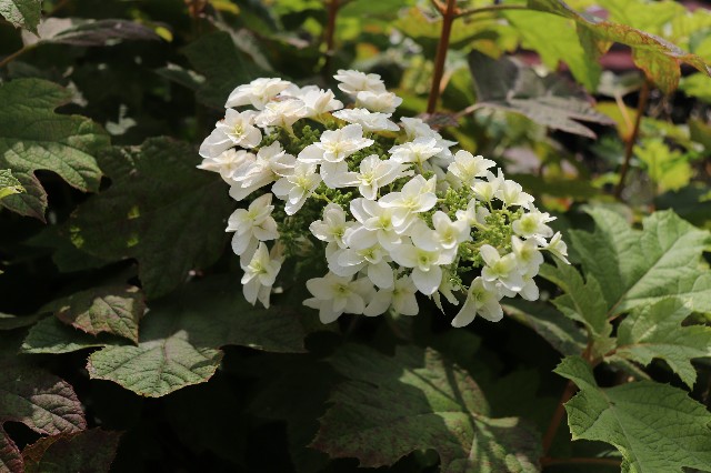 f:id:snow36:20190815162733j:image