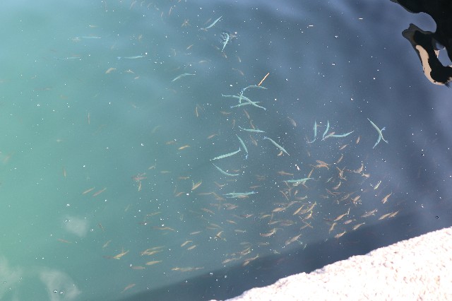 f:id:snow36:20190917224951j:image