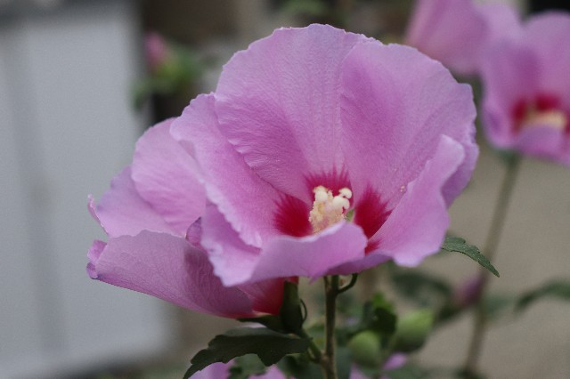 f:id:snow36:20190927101656j:image