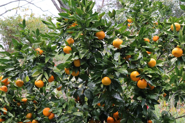 f:id:snow36:20191205153048j:image